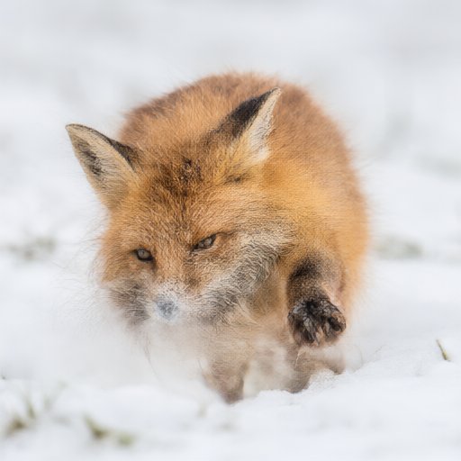 Sample output: a red fox walking toward the camera through fresh snow